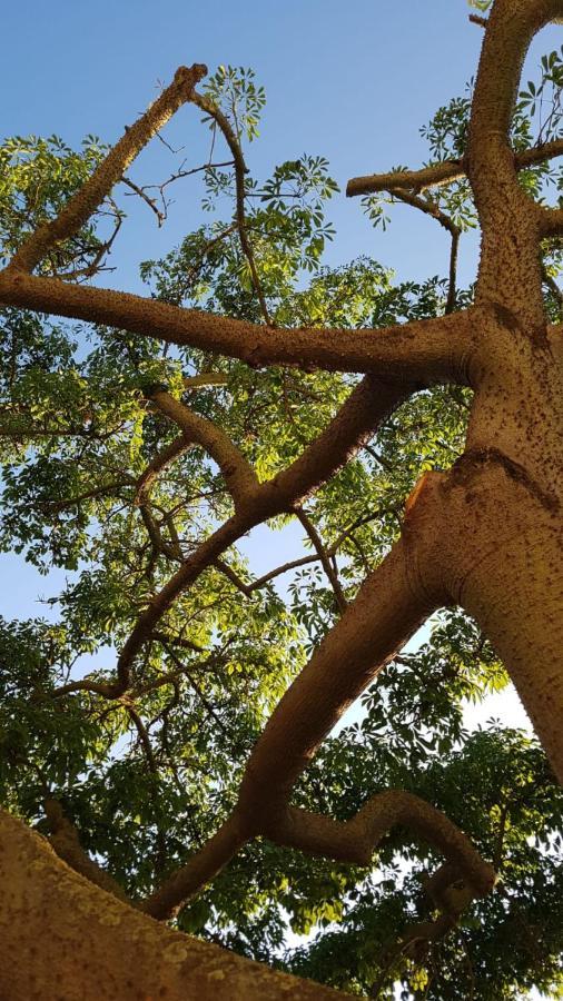 La Ceiba Speciosa Bed & Breakfast Capaccio ภายนอก รูปภาพ